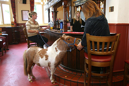 Name:  pubhorse1.jpg Views: 1168 Size:  49.5 KB