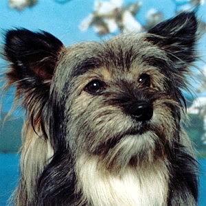 gizmo