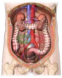 Click image for larger version

Name:	kidneys.jpg
Views:	374
Size:	20.2 KB
ID:	723896