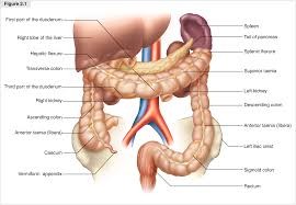 Click image for larger version

Name:	kidneys2.jpg
Views:	390
Size:	14.9 KB
ID:	723897