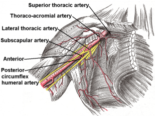Click image for larger version

Name:	Axillary_branches.PNG
Views:	364
Size:	143.4 KB
ID:	731592
