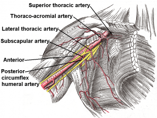 Click image for larger version

Name:	Axillary_branches.PNG
Views:	340
Size:	143.4 KB
ID:	731592