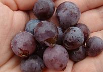 Click image for larger version

Name:	handful-of-grapes.jpg
Views:	534
Size:	158.9 KB
ID:	733179