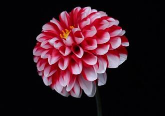 Click image for larger version

Name:	7-19-14-dahlia-jpeg.jpg?w=549&amp;h=383.jpg
Views:	343
Size:	28.9 KB
ID:	733472