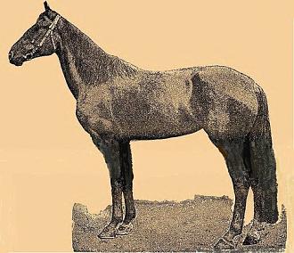 Click image for larger version

Name:	kalmyk-horse Astrakhan Horse.jpg
Views:	618
Size:	71.2 KB
ID:	733722