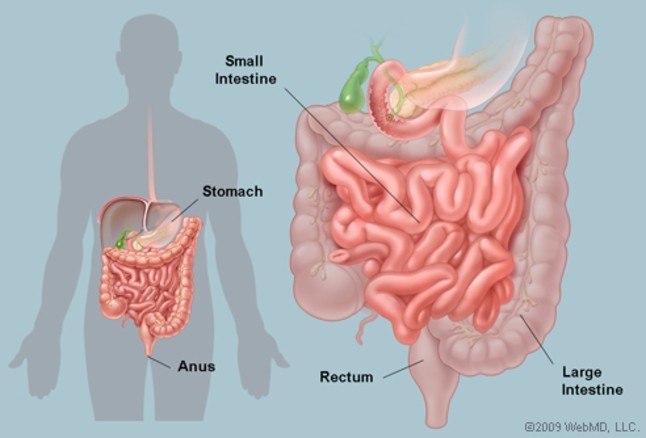 Click image for larger version

Name:	intestines.jpg
Views:	253
Size:	38.2 KB
ID:	742171