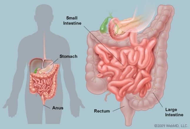 Click image for larger version

Name:	intestines.jpg
Views:	236
Size:	38.2 KB
ID:	742171