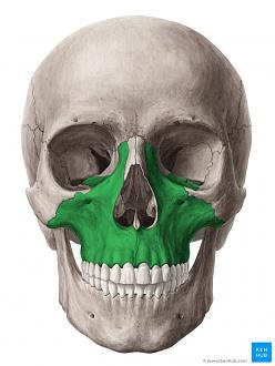 Click image for larger version

Name:	Maxilla.jpg
Views:	765
Size:	134.8 KB
ID:	744670