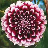 Click image for larger version  Name:	Dahlia_Edinburgh_detail.jpg Views:	0 Size:	105.9 KB ID:	745316