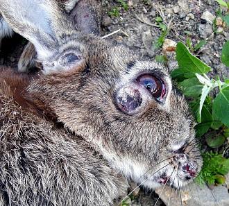 Click image for larger version

Name:	Rabbit_with_Myxomatosis_1(RLH).jpg
Views:	386
Size:	177.8 KB
ID:	746295