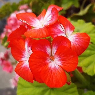 Click image for larger version

Name:	Geranium-_Flower.jpg
Views:	465
Size:	149.0 KB
ID:	747031