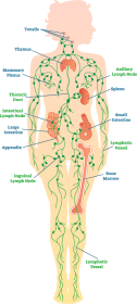 Click image for larger version Name:	lymph-system-diagram.png Views:	0 Size:	34.5 KB ID:	752414