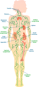 Click image for larger version  Name:	lymph-system-diagram.png Views:	0 Size:	34.5 KB ID:	752414