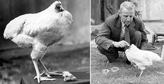 Click image for larger version

Name:	chicken.jpg
Views:	342
Size:	36.8 KB
ID:	768257