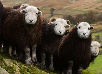 Click image for larger version

Name:	Sheep.jpg
Views:	709
Size:	71.6 KB
ID:	803757