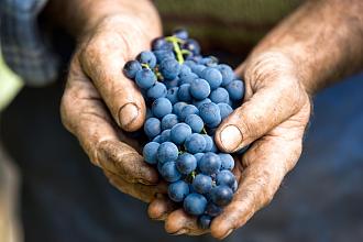 Click image for larger version

Name:	PHOTO-NOS-VINS-DE-VIGNERONS.jpg
Views:	242
Size:	140.5 KB
ID:	818040