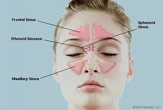 Click image for larger version

Name:	Paranasal-Sinuses.webp
Views:	102
Size:	17.5 KB
ID:	840261