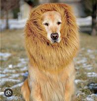 Click image for larger version

Name:	lion.jpg
Views:	69
Size:	194.8 KB
ID:	841044