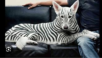 Click image for larger version

Name:	zebra.jpg
Views:	66
Size:	159.2 KB
ID:	841048