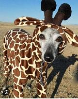 Click image for larger version

Name:	giraffe.jpg
Views:	185
Size:	273.0 KB
ID:	841054
