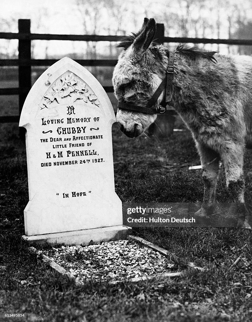 Click image for larger version  Name:	a-pet-cemetery.jpg?s=1024x1024&amp;w=gi&amp;k=20&amp;c=MZXW-RBaZeQcAp0lWWcRV4BmZLe05-sT3IYN9oqjQpo=.jpg Views:	0 Size:	287.9 KB ID:	848703