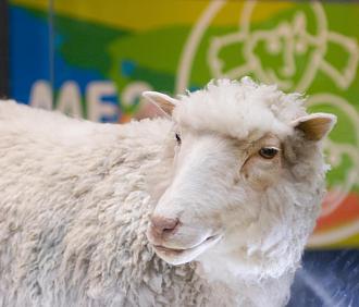 Click image for larger version  Name:	dollythesheep.jpg Views:	0 Size:	184.1 KB ID:	857554