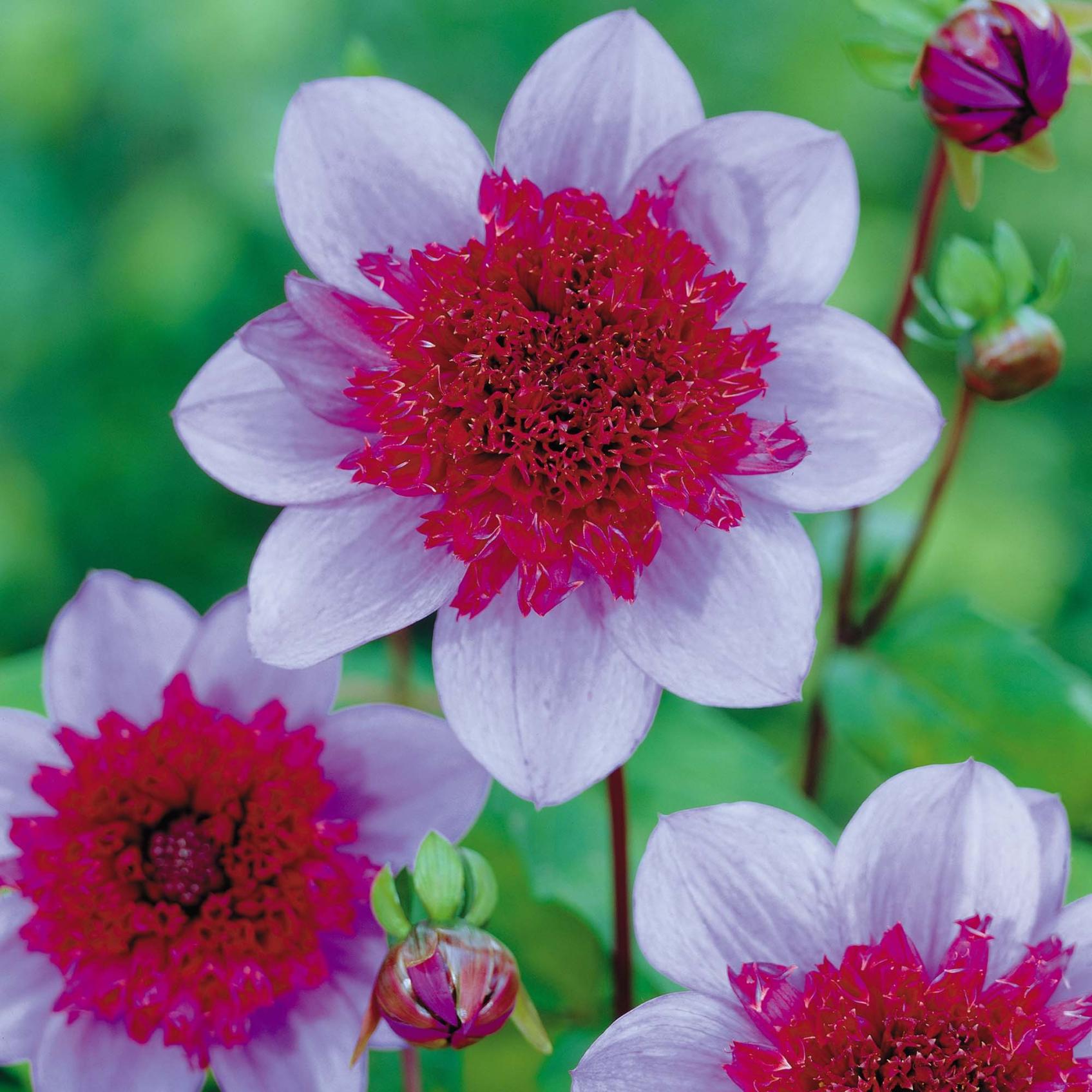 Click image for larger version

Name:	Dahlia red and white.jpg
Views:	12
Size:	243.1 KB
ID:	861959