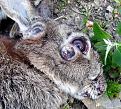 Rabbit_with_Myxomatosis_1(RLH).jpg