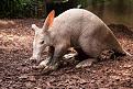 Aardvark_(Orycteropus_afer).jpg